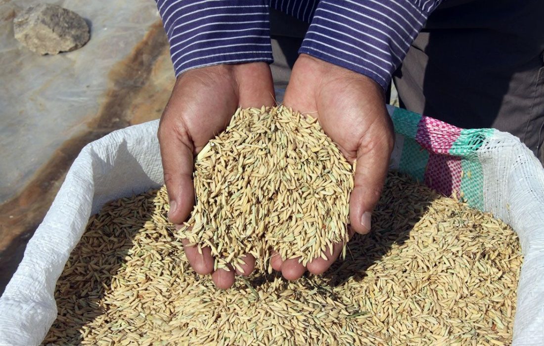 تولید هزار و ۷۵۰ تن بذر مادری در گیلان